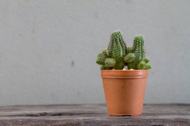 Kaktüs bitkileri ahşap üzerinde kapatın