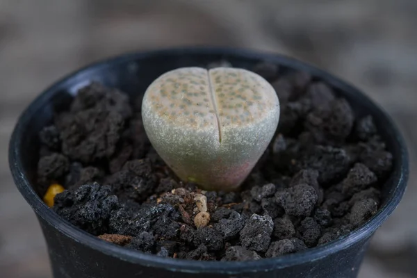 Close-up van cactus planten op houten — Stockfoto