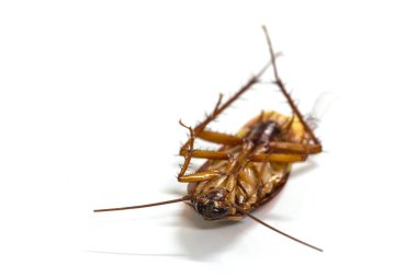 Beyaz arka plan üzerinde hamamböceği