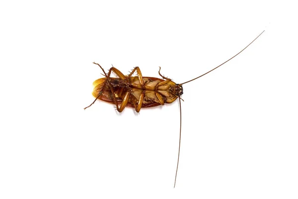 Cockroaches on white background — Stock Photo, Image