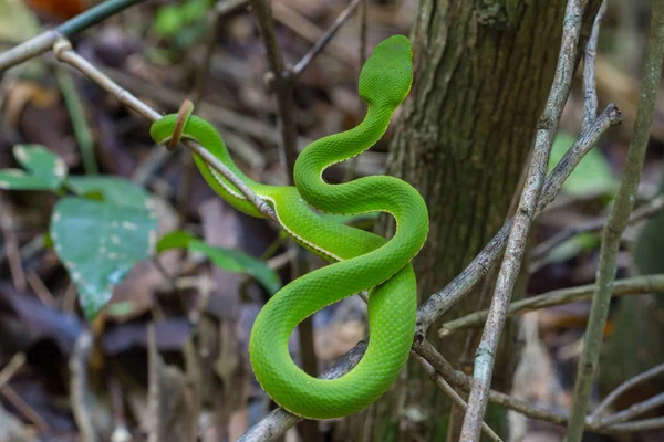 Fermer Green Pit à lèvres jaunes Serpent vipère — Photo