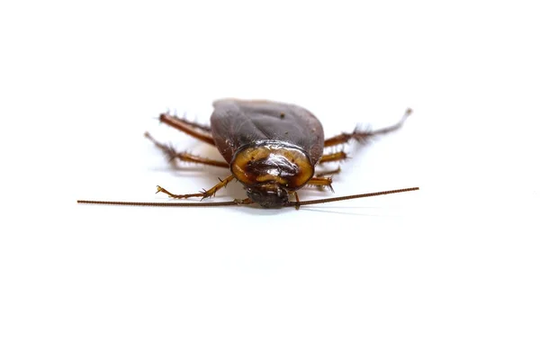 Cockroaches on white background — Stock Photo, Image