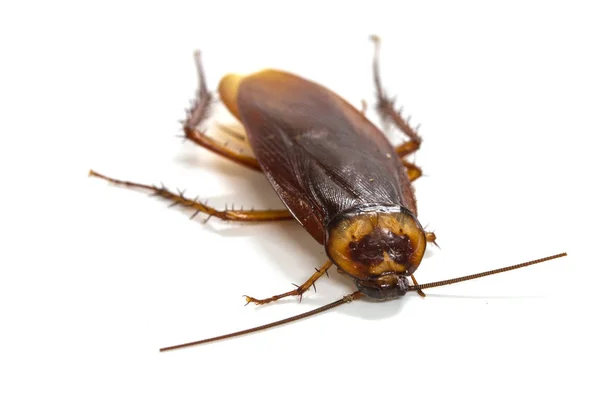 Cockroaches on white background — Stock Photo, Image