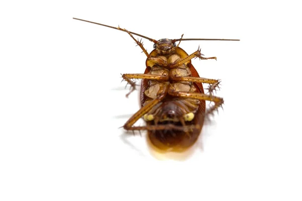 Cockroaches on white background — Stock Photo, Image