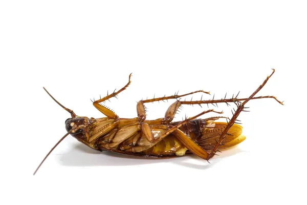 Cockroaches on white background — Stock Photo, Image