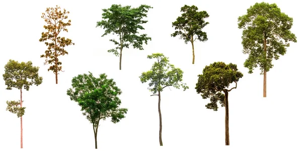 Trees isolated on white background — Stock Photo, Image