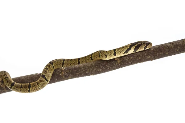 Wąż banded kukri (Oligodon fasciolatus) — Zdjęcie stockowe