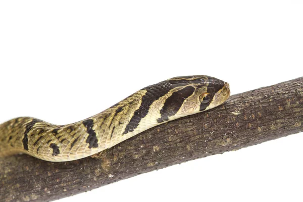 縞模様のクックリ刀蛇 (Oligodon fasciolatus) — ストック写真