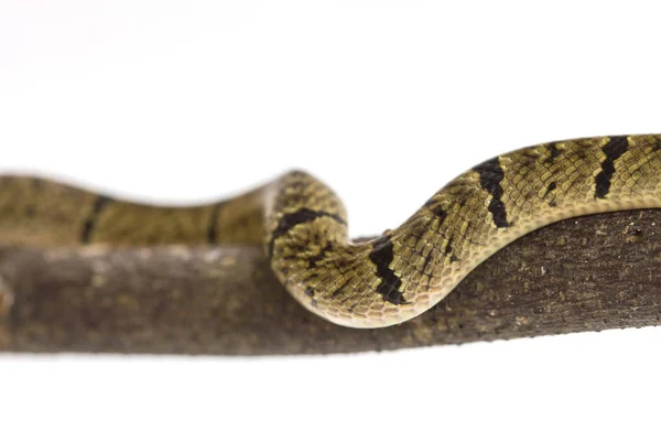 Wąż banded kukri (Oligodon fasciolatus) — Zdjęcie stockowe