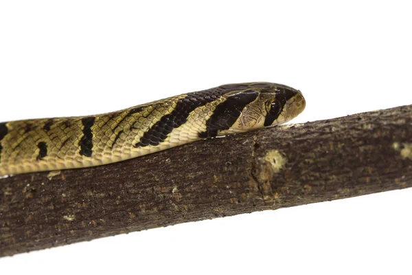 縞模様のクックリ刀蛇 (Oligodon fasciolatus) — ストック写真