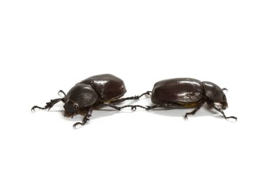 Beyaz Rhino beetle (Dynastinae)
