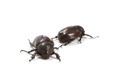 Beyaz Rhino beetle (Dynastinae)