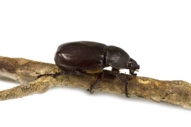 Beyaz Rhino beetle (Dynastinae)
