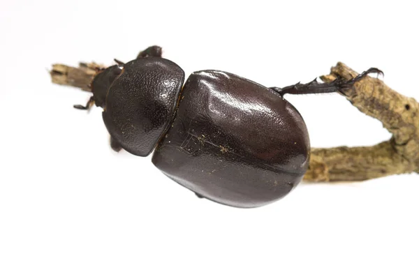 Nosorožec brouka (čeleď Scarabaeidae) na bílém pozadí — Stock fotografie
