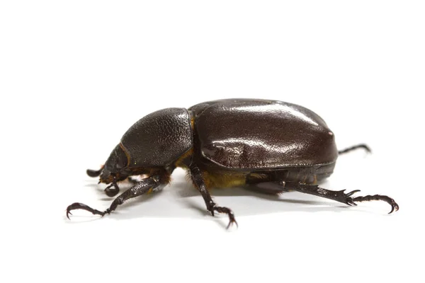 Nosorożec beetle ((Dynastinae)) na białym — Zdjęcie stockowe