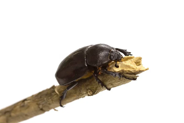 Nosorożec beetle ((Dynastinae)) na białym — Zdjęcie stockowe