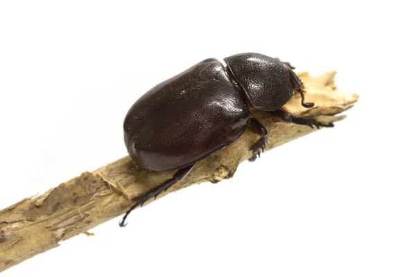 Rhino beetle (Dynastinae) on white — Stock Photo, Image