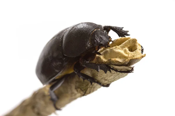 Rhino beetle (Dynastinae) on white — Stock Photo, Image