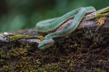 Papa'nın yeşil kesimlerinde bulunan çukur engerek yılanı