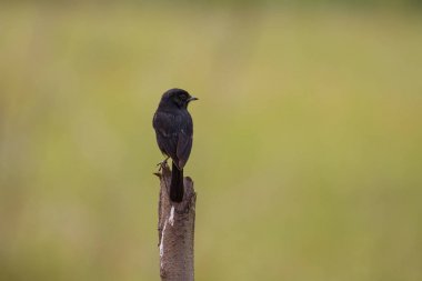 Alaca Bushchat (Saxicola caprata) kuş
