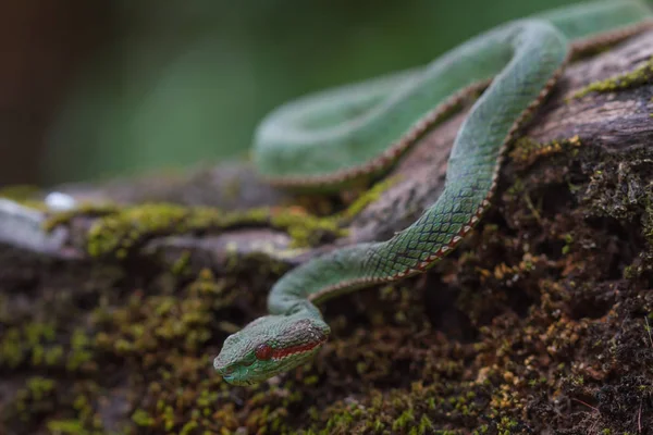 Pápa Pitviper zöld kígyó — Stock Fotó