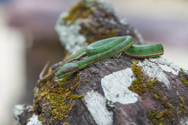 Pope's Green Pitviper snake — Stock Photo, Image