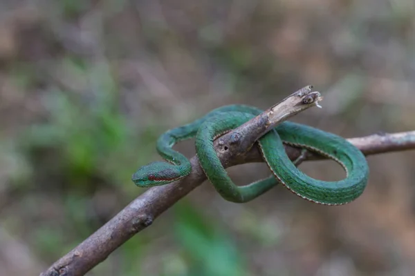 法皇の緑 Pitviper 蛇 — ストック写真