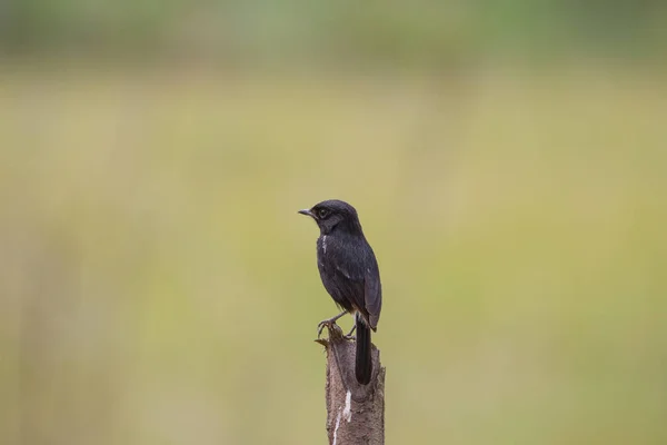 Птица Pied Bushchat (Saxicola caprata) — стоковое фото