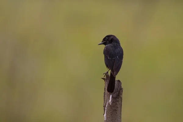 Pied Bushchat ( Saxicola caprata ) bird — Stock Photo, Image