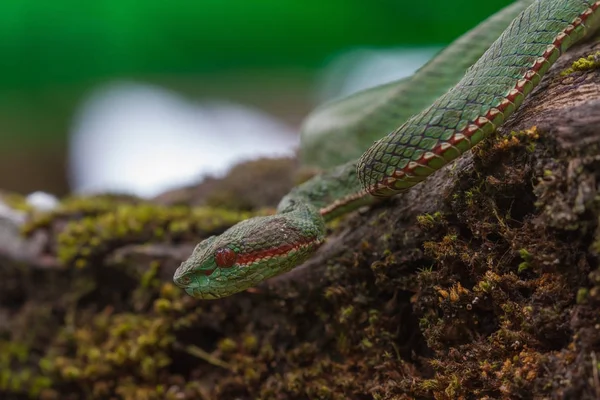 Serpiente Pitviper verde del Papa Imagen de stock