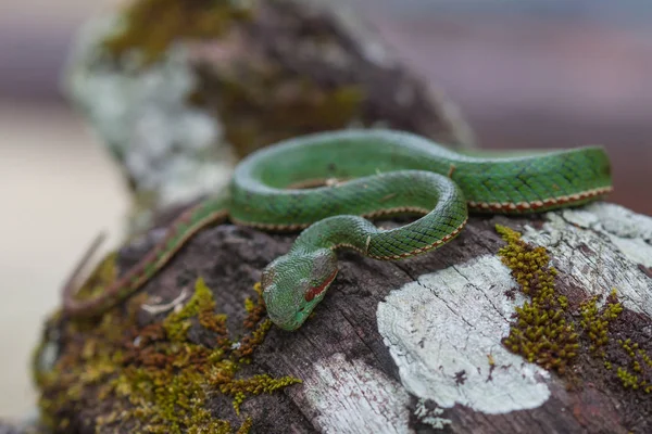 Serpiente Pitviper verde del Papa Imagen de archivo