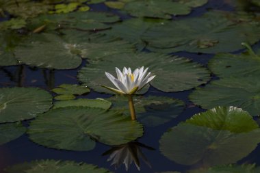 güzel beyaz lotus çiçeği veya Nilüfer