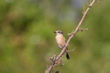 doğada güzel kadın Doğu Stonechat