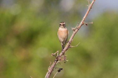 doğada güzel kadın Doğu Stonechat