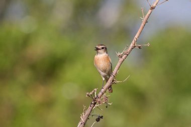 doğada güzel kadın Doğu Stonechat
