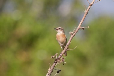 doğada güzel kadın Doğu Stonechat