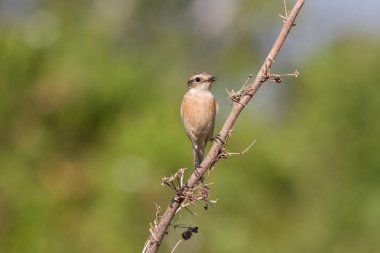 doğada güzel kadın Doğu Stonechat