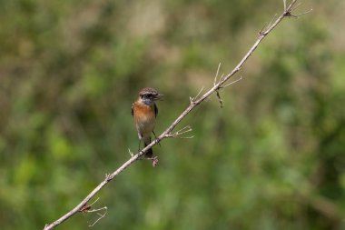 güzel erkek Doğu Stonechat