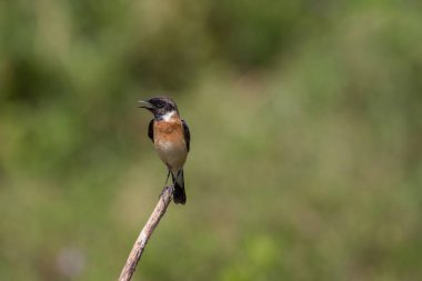 güzel erkek Doğu Stonechat