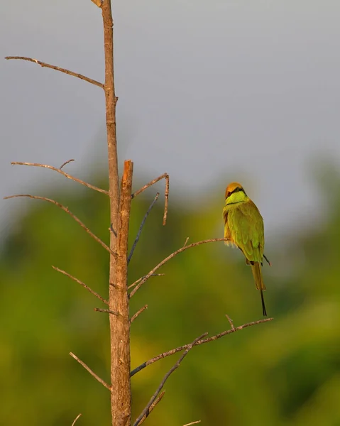 Green Bee-eater perching on a branch in nature — Stock Photo, Image