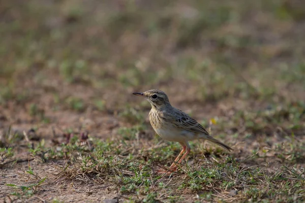 Paddyfield pipit or Oriental pipit bird — Stock Photo, Image