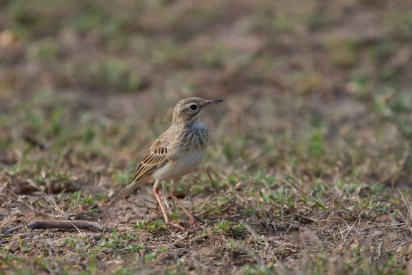 Paddyfield piplärka eller orientaliska piplärka fågel — Stockfoto