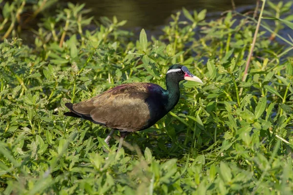 Bronze-winged Jacana bird walking in the nature — Stock Photo, Image