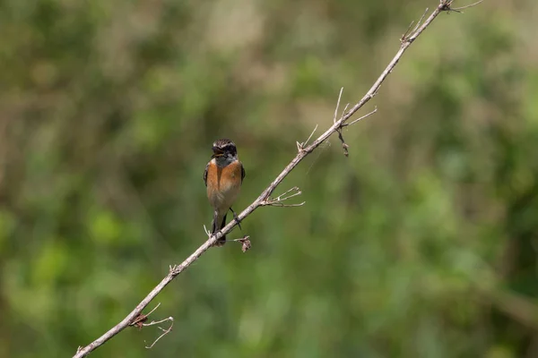 Bello maschio orientale Stonechat — Foto Stock