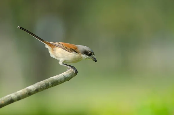 Würgerweibchen hockt auf einem Ast — Stockfoto