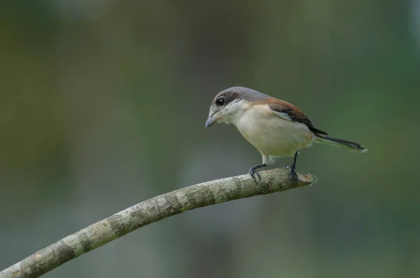 Birmese Shrike vrouwtje op een tak zitstokken — Stockfoto