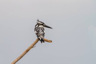 Pied Kingfisher bir dala tünedi.