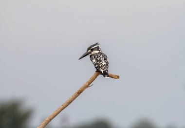 Pied Kingfisher bir dala tünedi.