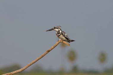 Pied Kingfisher bir dala tünedi.