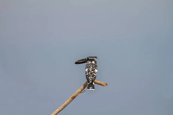 Pied Kingfisher en rama con peces en el pico —  Fotos de Stock
